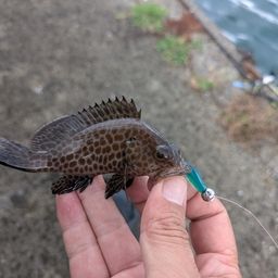 オオモンハタ