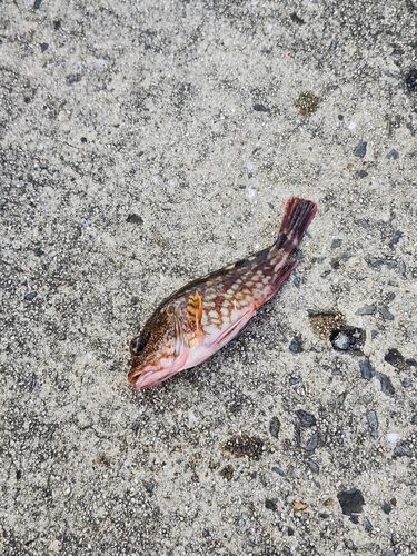カサゴの釣果