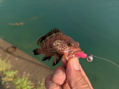 オオモンハタの釣果