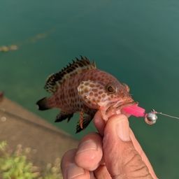 オオモンハタ