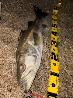 スズキの釣果