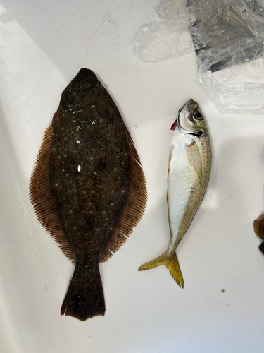 ヒラメの釣果