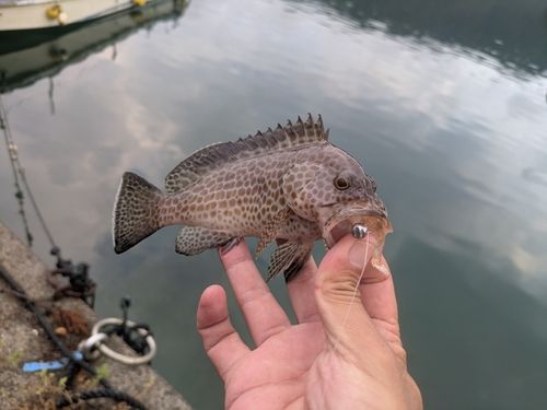 オオモンハタの釣果