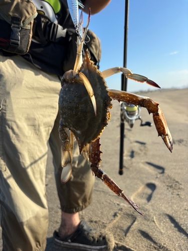 カニの釣果