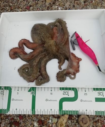 タコの釣果