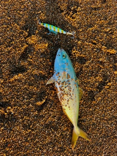 コゾクラの釣果