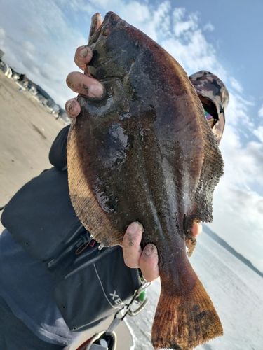 ヒラメの釣果