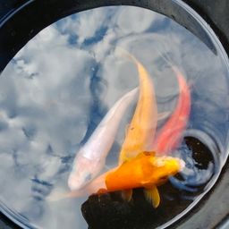 コイ