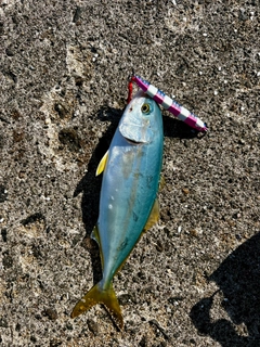 コゾクラの釣果