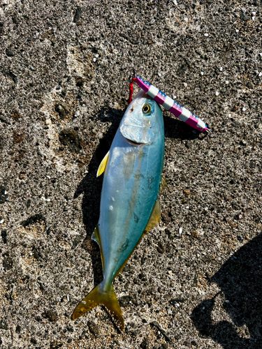 コゾクラの釣果