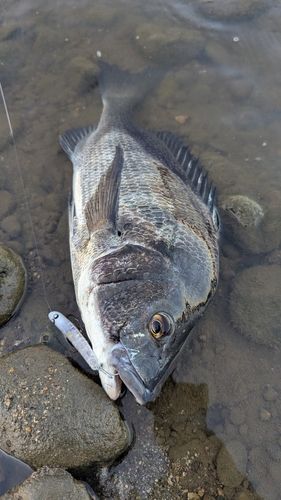 チヌの釣果