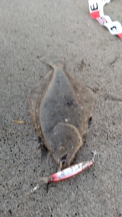 ヒラメの釣果