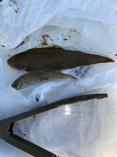 キスの釣果