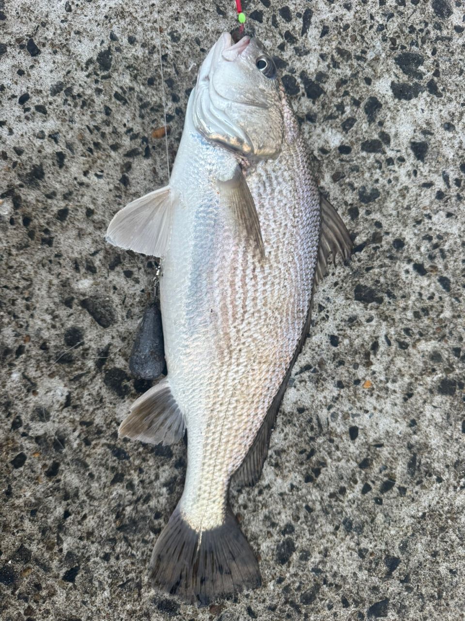 イシモチ
