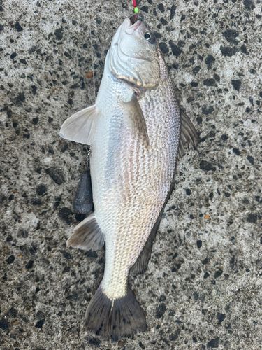 イシモチの釣果