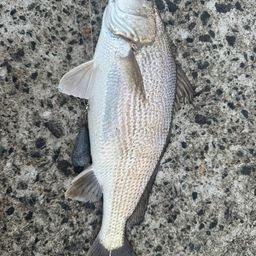 イシモチ