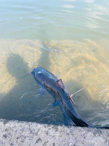 ナマズの釣果
