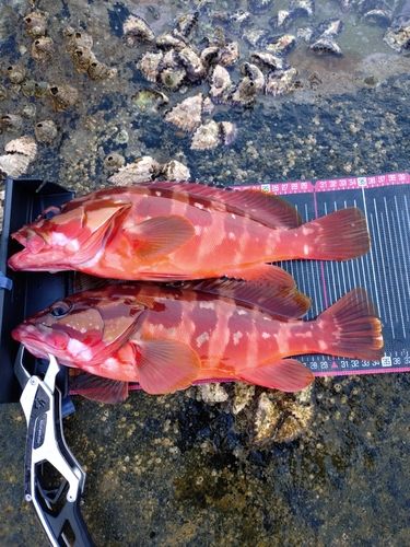 アカハタの釣果