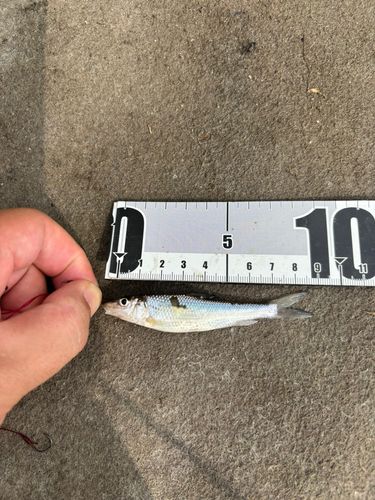 モロコの釣果