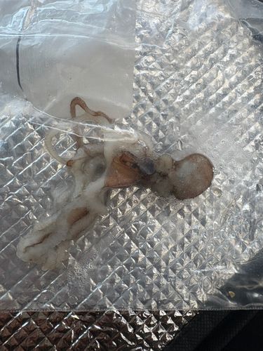 イイダコの釣果