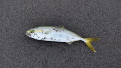 ワカシの釣果