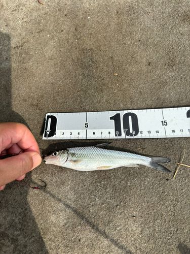 ニゴイの釣果