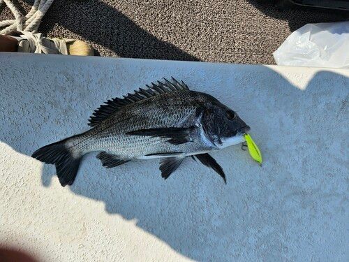 クロダイの釣果