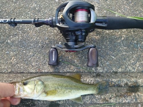 ラージマウスバスの釣果