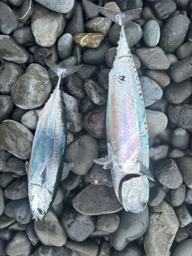 釣果