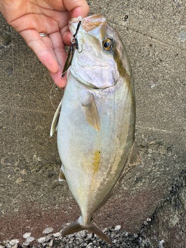 ネリゴの釣果