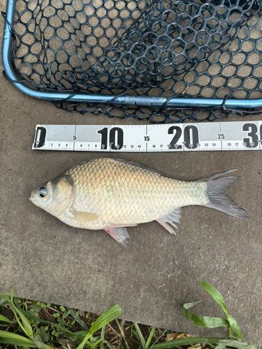 ヘラブナの釣果