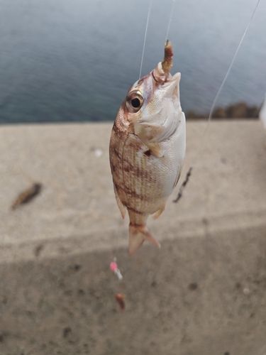 チャリコの釣果