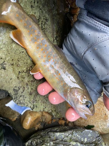 イワナの釣果