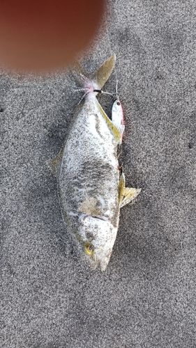 ショゴの釣果