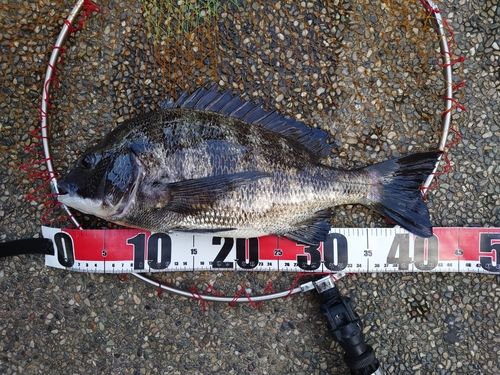 チヌの釣果