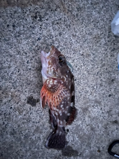 カサゴの釣果