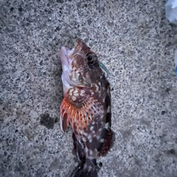 カサゴ