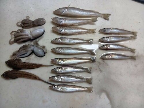 キスの釣果