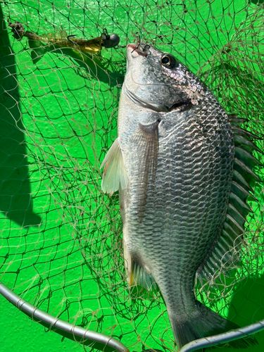 キビレの釣果