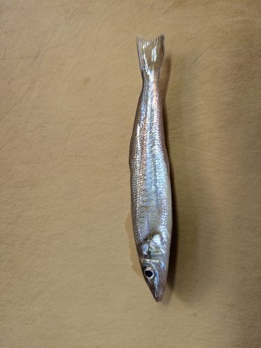 シロギスの釣果