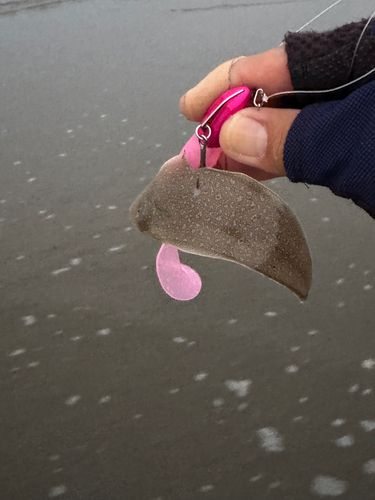 シタビラメの釣果