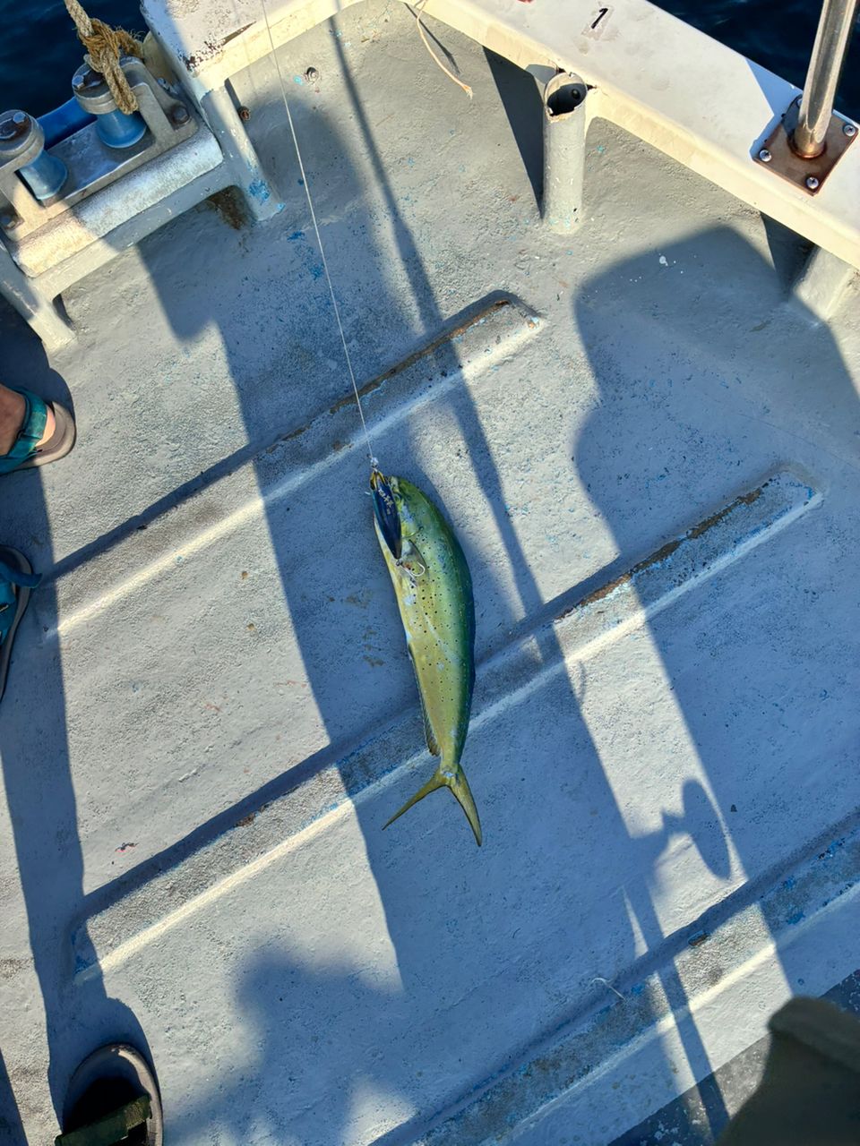 mattyaさんの釣果 1枚目の画像