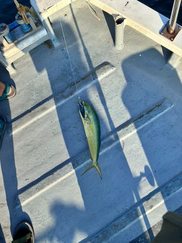 シイラの釣果