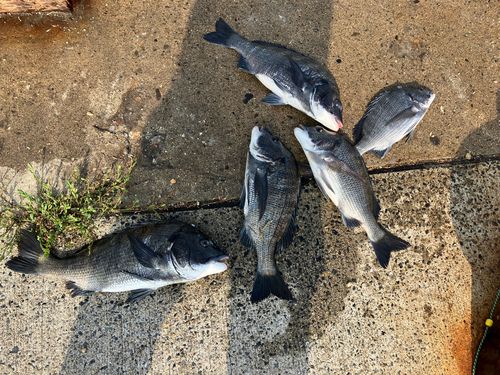 チヌの釣果