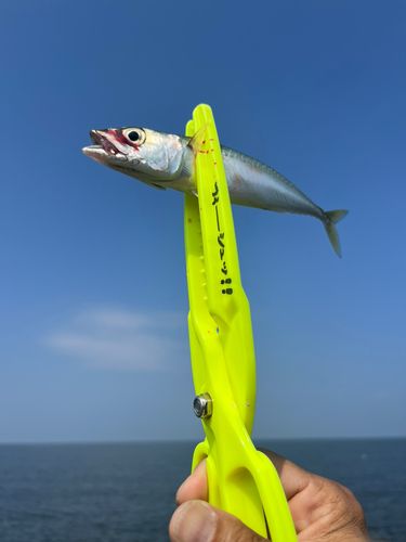 サバの釣果