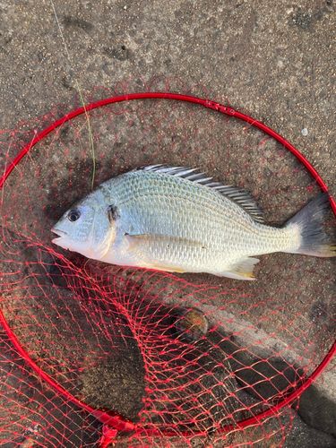 キビレの釣果