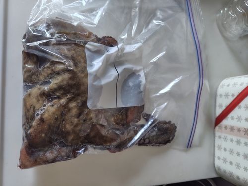 タコの釣果