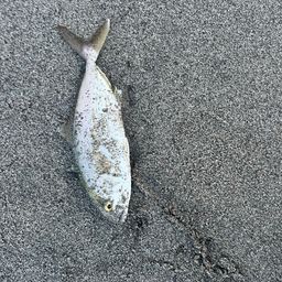 ショゴ