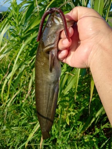 ナマズの釣果