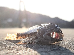 アナハゼの釣果